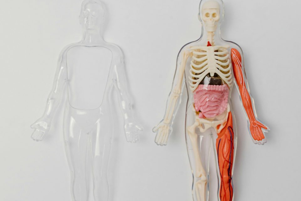 Two models of human bodies